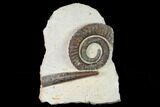 Early Devonian Ammonite (Anetoceras) - Tazarine, Morocco #154698-1